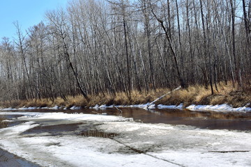Ice melts on the taiga river. Early spring on the river. Blue sky.