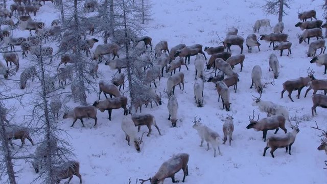 A herd of reindeer in winter forest