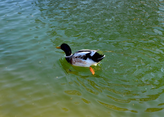 Ducks in the pond