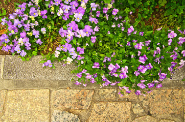 Pretty purple wild pansy ,garden pansy ,Johnny Jump up ,violet flower ,heartsease ,tickle-my-fancy (Viola tricolor) is little colorful flower use as bedding ,ornamental flowering plant in garden ,park