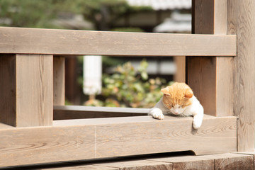 お寺の境内でくつろぐ猫