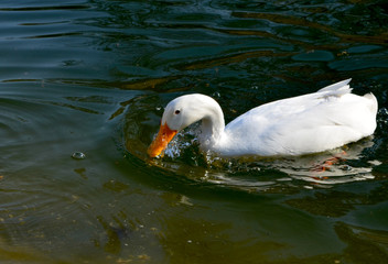 Ducks in the pond