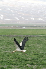 Soaring stork on the background of nature