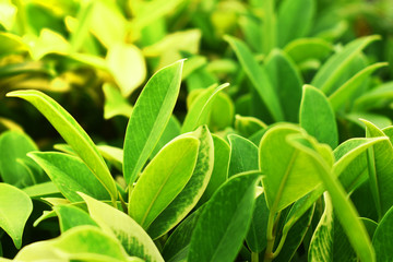 green leaves background