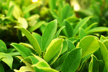 Obraz premium green leaves background