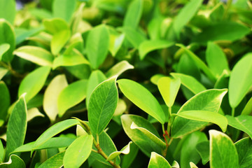 green leaves background
