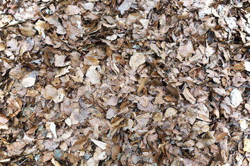 Dry fallen leaves