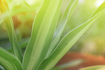 closeup of green leaf