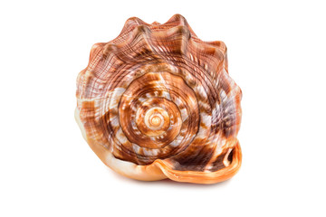 seashell on white isolated background. front view