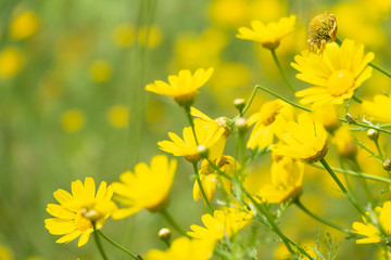 Fototapeta premium Crown Daisy yellow blossom field with wild flowers. Focused Glebionis coronaria on the corner and blurred background