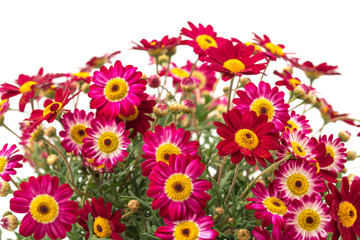 Rote Margeriten