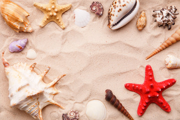 Sea shells and starfish on sand.