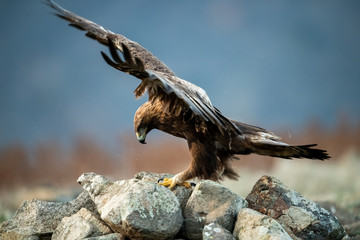 Hunting Goldean Eagle (Aquila chrysaetos) at mountain meadow in Eastern Rhodopes, Bulgaria