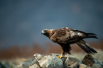 Goldean Eagle (Aquila chrysaetos) at mountain meadow in Eastern Rhodopes, Bulgaria