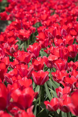 Blooming tulips near Emmeloord, Netherlands