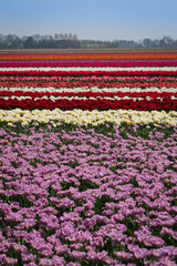 Dutch Tulips near Emmeloord, Netherlands