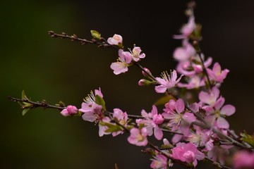 庭梅～Japanese bush cherry.