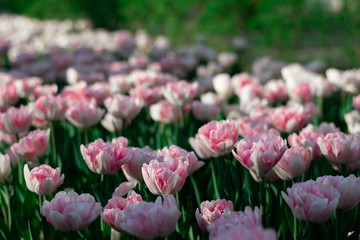 Obraz na płótnie Canvas close-up pink tulips spring mood