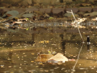 Leaves on undisturbed lake
