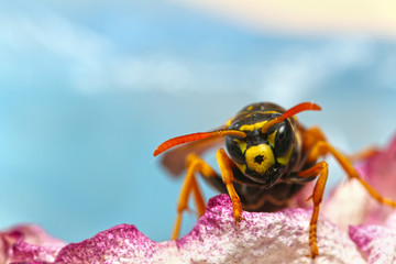 Wasp awaken from winter. 