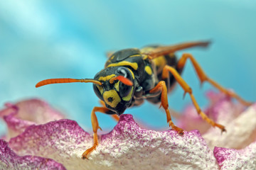 Wasp awaken from winter. 