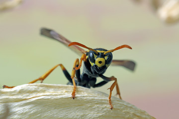 Wasp awaken from winter. 