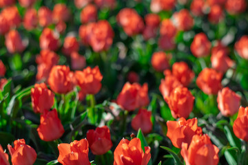Obraz premium Coral red tulip field close up shallow depth of field