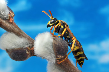 Wasp has awakened from winter and sits on a willow branch.