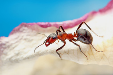 An ant runs on a petal of a dry rose.