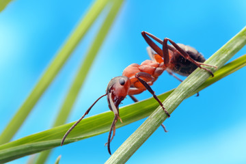Ant runs quickly in the grass, clinging to the blades of grass.