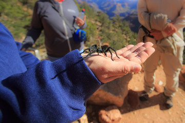 Young Black Tarantula in hand, in Grand Canyon National Park
