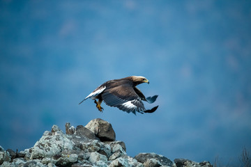 Goldean Eagle (Aquila chrysaetos) at mountain meadow in Eastern Rhodopes, Bulgaria © Tomas Hulik