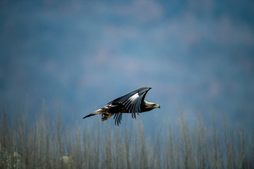 Goldean Eagle (Aquila chrysaetos) at mountain meadow in Eastern Rhodopes, Bulgaria