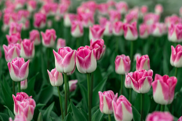 close-up pink tulips spring mood