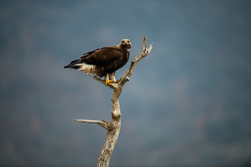 Goldean Eagle (Aquila chrysaetos) at mountain meadow in Eastern Rhodopes, Bulgaria