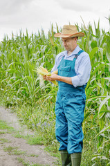 Middle age Farmer inspecting maize at field