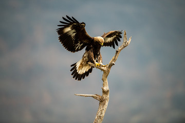 Goldean Eagle (Aquila chrysaetos) at mountain meadow in Eastern Rhodopes, Bulgaria