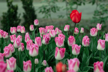 close-up pink tulips spring mood