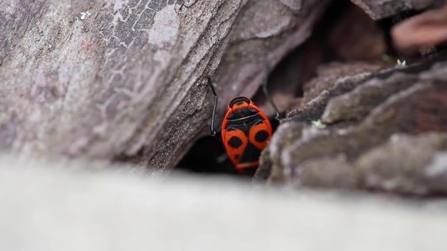  European firebug Pyrrhocoris apterus  it hides under the bark of a tree