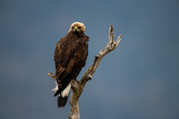 Goldean Eagle (Aquila chrysaetos) at mountain meadow in Eastern Rhodopes, Bulgaria