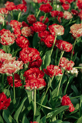 Closeup red blooming tulip spring mood
