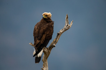 Goldean Eagle (Aquila chrysaetos) at mountain meadow in Eastern Rhodopes, Bulgaria