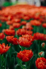 Coral red tulip field close up shallow depth of field