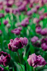 field of royal lilac tulips