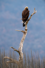Goldean Eagle (Aquila chrysaetos) at mountain meadow in Eastern Rhodopes, Bulgaria