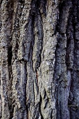 Pine bark texture