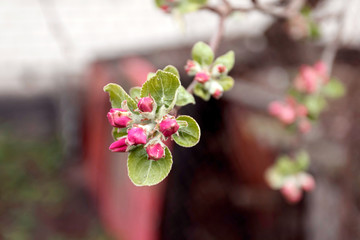 Apple blossom, buds. Spring natural background. Close-up.