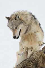 Grey Wolf pack in western US in Winter
