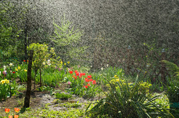 Deszcz w ogrodzie, podlewanie ogrodu - obrazy, fototapety, plakaty