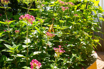 Natureza Fantástica 